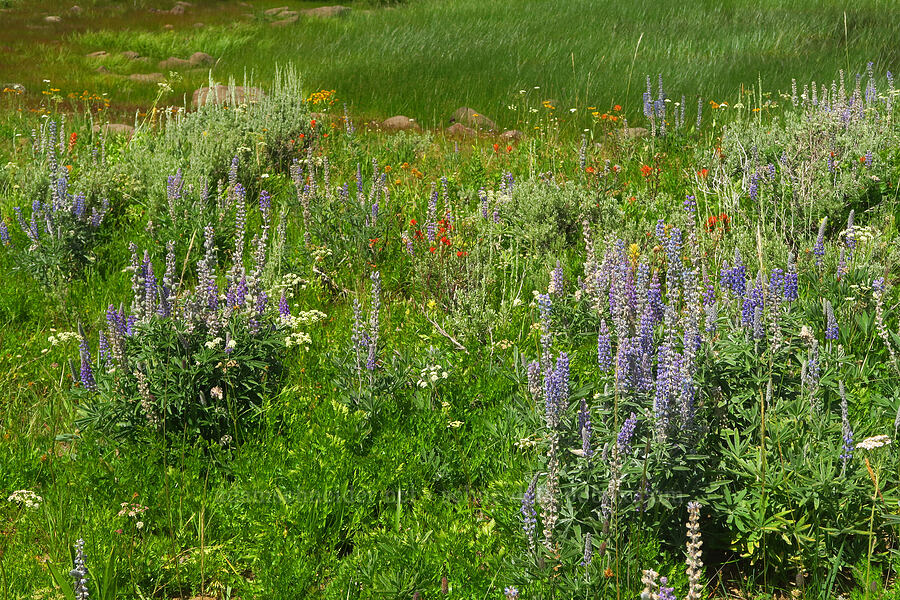 wildflowers [Moon Hill Road, Steens Mountain, Harney County, Oregon]