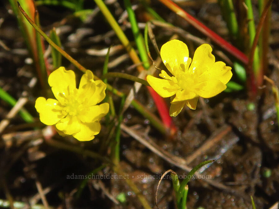 creeping buttercup (spearwort) (Ranunculus flammula) [Moon Hill Road, Steens Mountain, Harney County, Oregon]