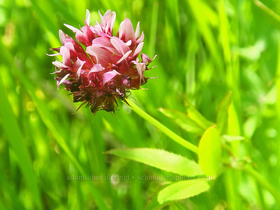long-stalk clover (Trifolium longipes) [Fish Lake Campground, Steens Mountain, Harney County, Oregon]