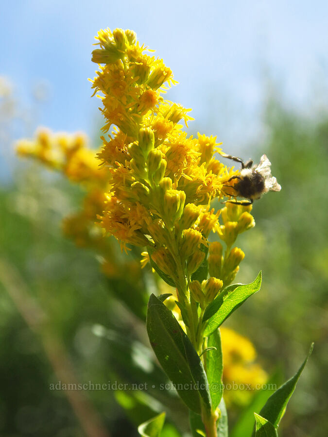Rocky Mountain goldenrod (and a bumblebee) (Solidago lepida, Bombus sp.) [Fish Lake Campground, Steens Mountain, Harney County, Oregon]