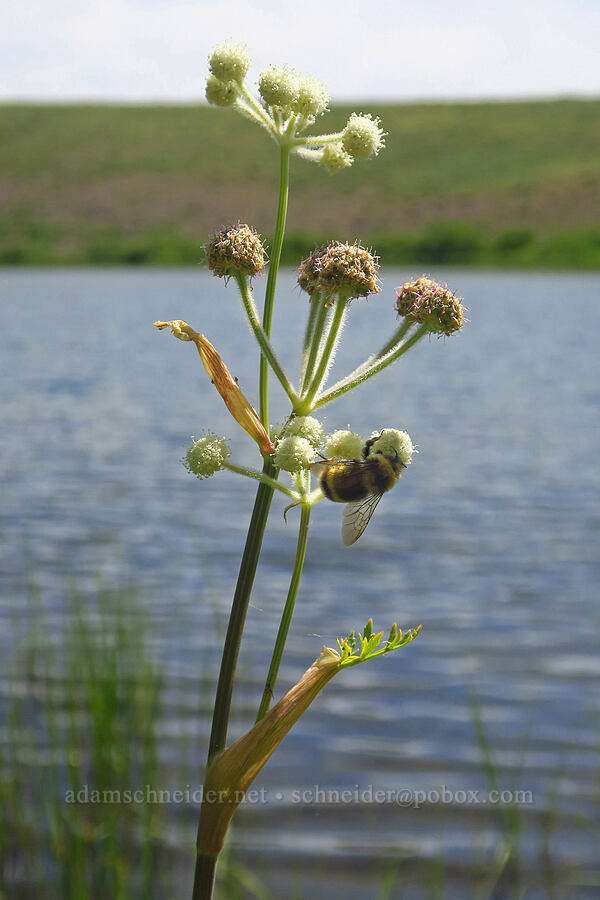 bumblebee on ranger buttons (Bombus sp., Sphenosciadium capitellatum (Angelica capitellata)) [Fish Lake Campground, Steens Mountain, Harney County, Oregon]