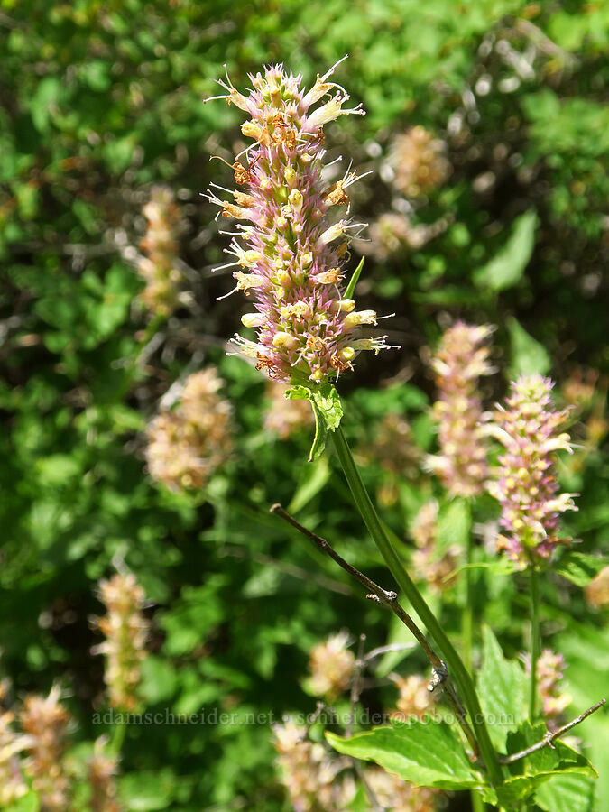nettle-leaf horse-mint (Agastache urticifolia) [Fish Lake Campground, Steens Mountain, Harney County, Oregon]