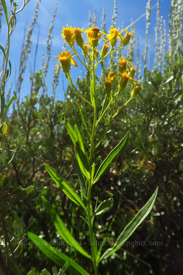 tall ragwort (Senecio serra var. serra) [Jackman Park Campground, Steens Mountain, Harney County, Oregon]