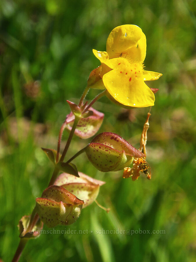 yellow monkeyflower (Erythranthe guttata (Mimulus guttatus)) [North Loop Road, Steens Mountain, Harney County, Oregon]