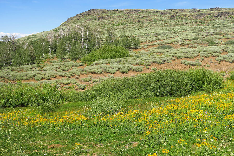 sneezeweed, arnica, & sagebrush (Hymenoxys hoopesii, Arnica sp., Artemisia sp.) [North Loop Road, Steens Mountain, Harney County, Oregon]