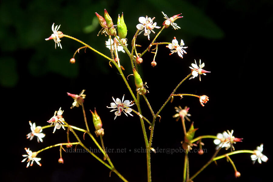brook saxifrage (Micranthes odontoloma (Saxifraga odontoloma)) [North Loop Road, Steens Mountain, Harney County, Oregon]