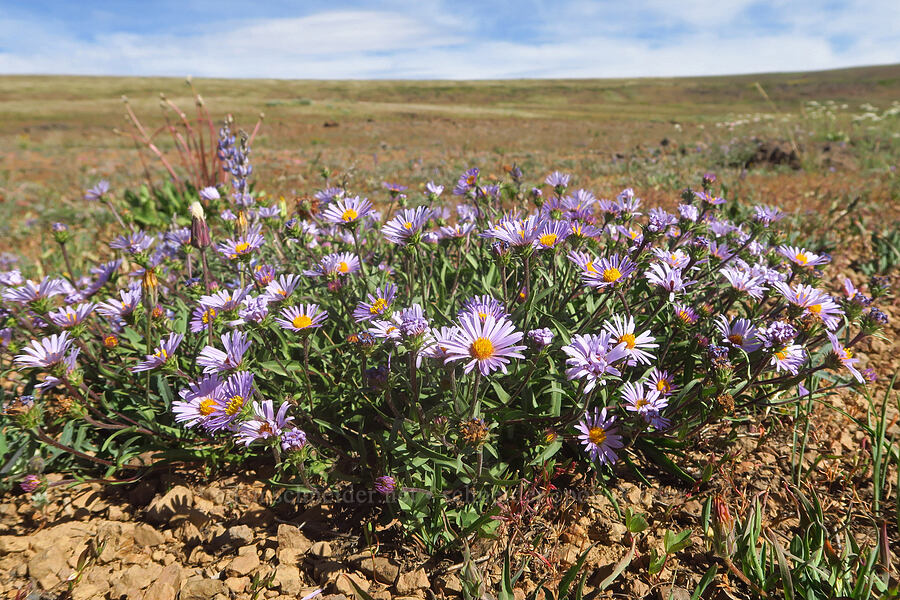 low-growing leafy-bract asters (Symphyotrichum foliaceum (Aster foliaceus)) [North Loop Road, Steens Mountain, Harney County, Oregon]