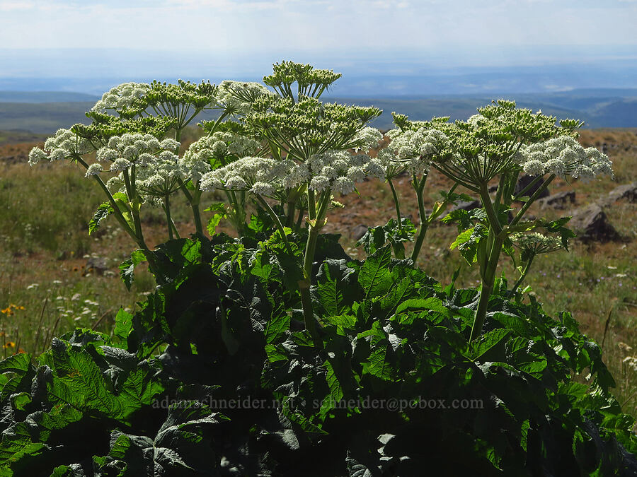 cow parsnip (Heracleum maximum) [Kiger Gorge Overlook Road, Steens Mountain, Harney County, Oregon]