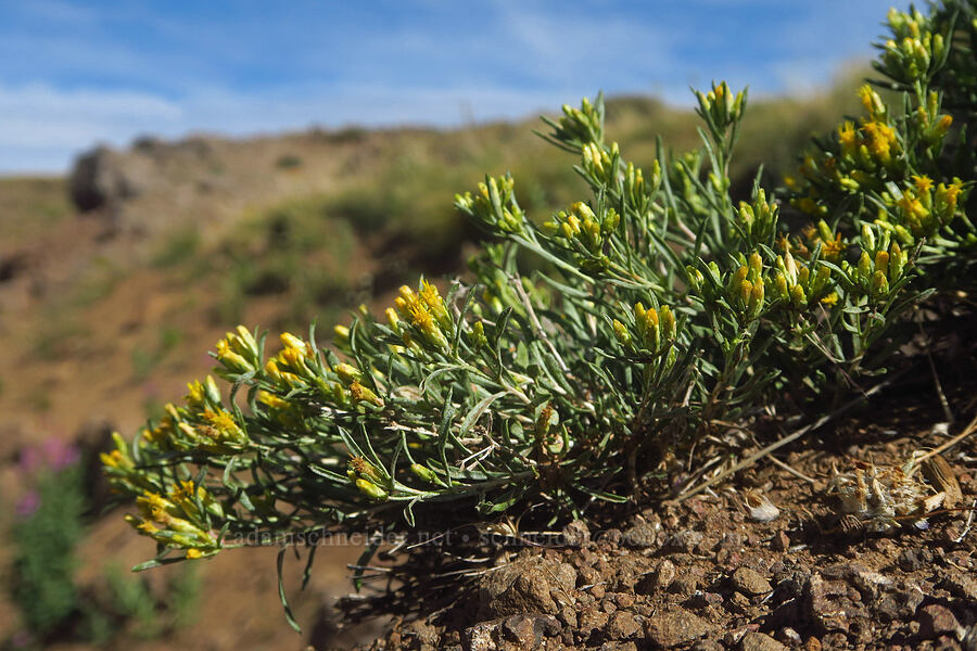 Truckee rabbit-brush (Chrysothamnus humilis (Ericameria humilis)) [Kiger Gorge Overlook, Steens Mountain, Harney County, Oregon]