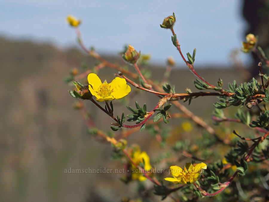 shrubby cinquefoil (Dasiphora fruticosa (Potentilla fruticosa)) [Kiger Gorge Overlook, Steens Mountain, Harney County, Oregon]