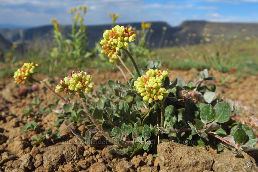 sulphur-flower buckwheat (Eriogonum umbellatum) [Kiger Gorge Overlook, Steens Mountain, Harney County, Oregon]