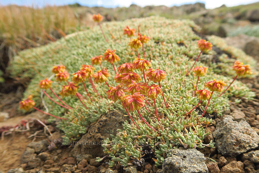 matted buckwheat (Eriogonum caespitosum (Eriogonum cespitosum)) [west rim of Kiger Gorge, Steens Mountain, Harney County, Oregon]