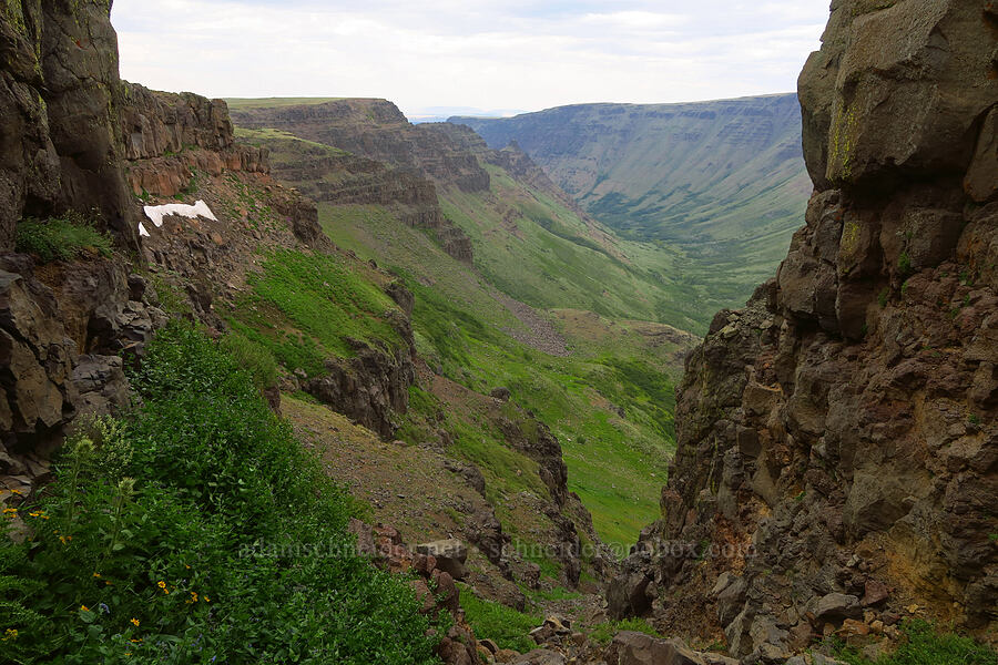 gully into Kiger Gorge [west rim of Kiger Gorge, Steens Mountain, Harney County, Oregon]