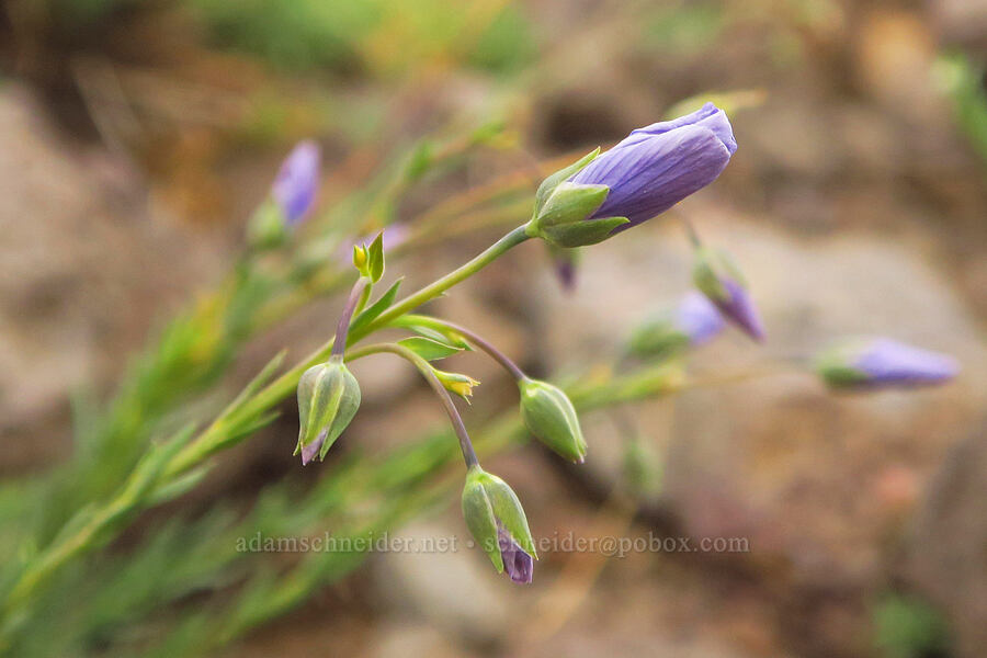 blue flax (Linum lewisii (Linum perenne var. lewisii)) [west rim of Kiger Gorge, Steens Mountain, Harney County, Oregon]
