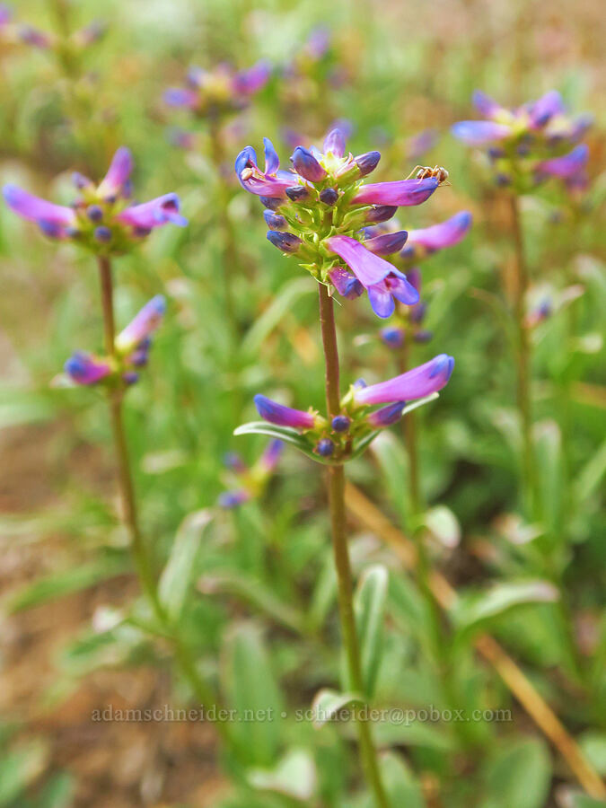 small-flower penstemon (Penstemon procerus) [west rim of Kiger Gorge, Steens Mountain, Harney County, Oregon]