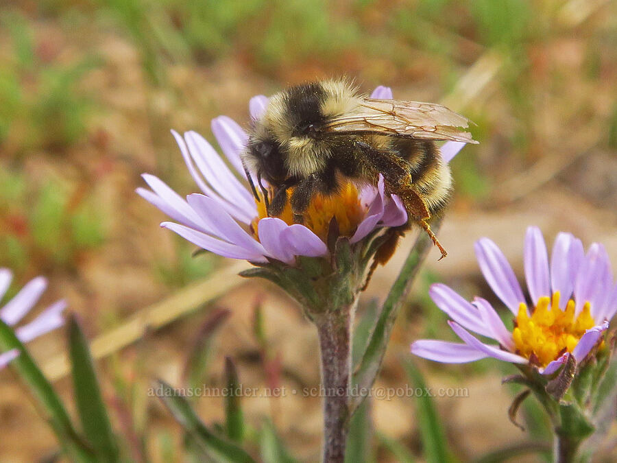 bumblebee (which?) on tundra aster (Bombus sp., Oreostemma alpigenum var. haydenii (Aster alpigenus)) [west rim of Kiger Gorge, Steens Mountain, Harney County, Oregon]