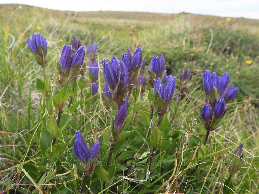 pleated gentian (Gentiana affinis) [west rim of Kiger Gorge, Steens Mountain, Harney County, Oregon]