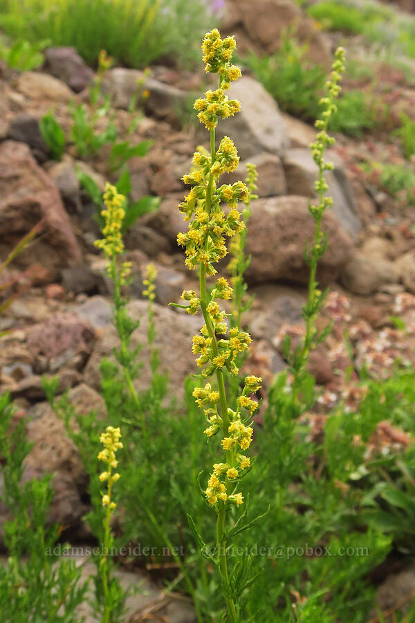 lemon sagewort (Artemisia michauxiana) [Kiger Gorge, Steens Mountain, Harney County, Oregon]