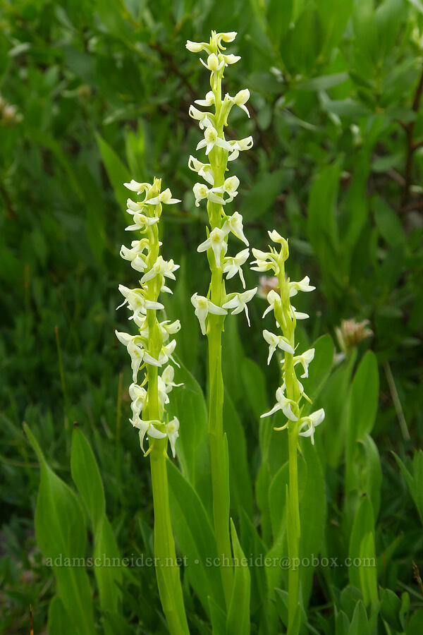 white bog orchids (Platanthera dilatata (Habenaria dilatata)) [Kiger Gorge, Steens Mountain, Harney County, Oregon]