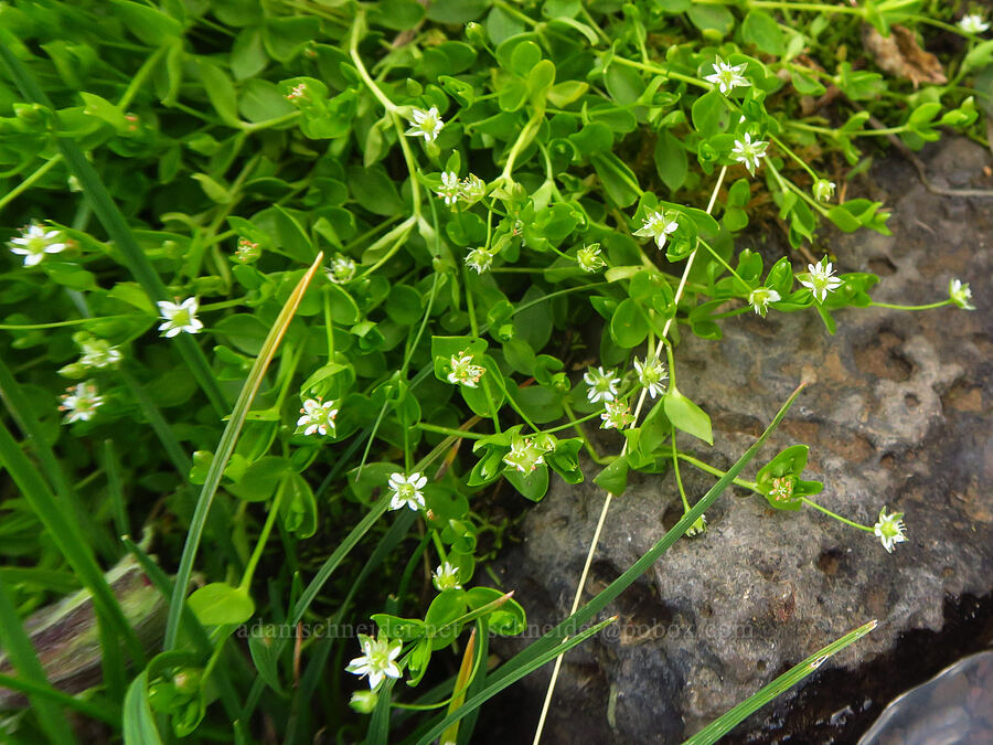 northern starwort (Stellaria calycantha (Alsine calycantha)) [Kiger Gorge, Steens Mountain, Harney County, Oregon]