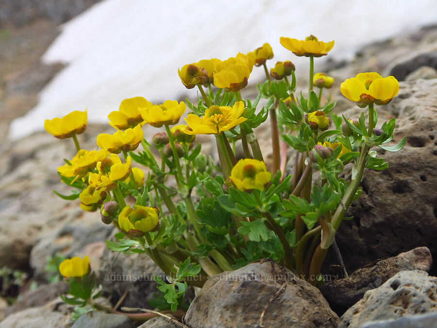 snow buttercups (Ranunculus eschscholtzii var. trisectus) [Kiger Gorge, Steens Mountain, Harney County, Oregon]