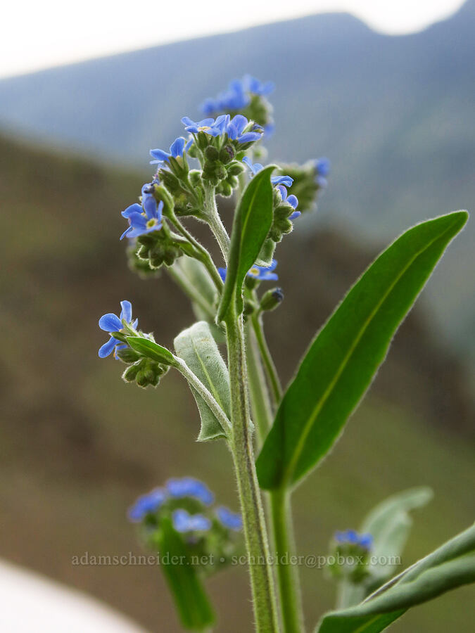blue stick-seed (Hackelia micrantha (Hackelia jessicae)) [Kiger Gorge, Steens Mountain, Harney County, Oregon]