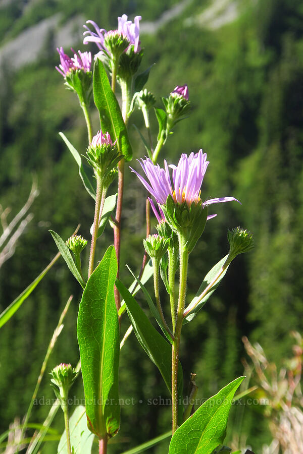 leafy-bract aster (Symphyotrichum foliaceum (Aster foliaceus)) [Lake Ann Trail, Mt. Baker-Snoqualmie National Forest, Whatcom County, Washington]