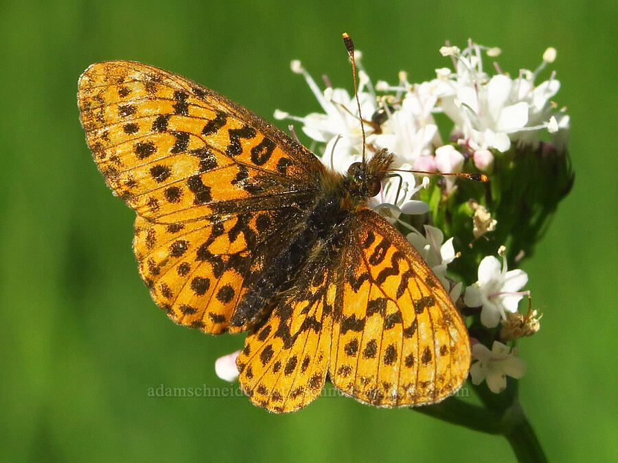 Pacific fritillary butterfly on valerian (Boloria epithore, Valeriana sitchensis) [Lake Ann Trail, Mt. Baker-Snoqualmie National Forest, Whatcom County, Washington]