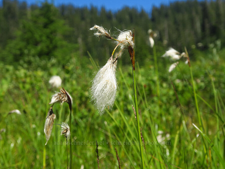 cotton-grass (Eriophorum sp.) [Lake Ann Trail, Mt. Baker Wilderness, Whatcom County, Washington]