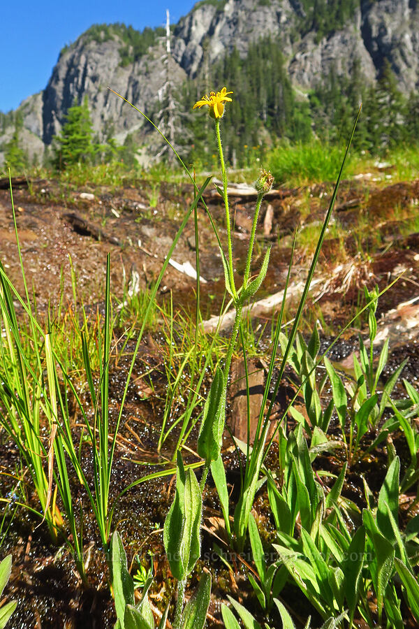 hairy arnica (Arnica mollis) [Lake Ann Trail, Mt. Baker Wilderness, Whatcom County, Washington]