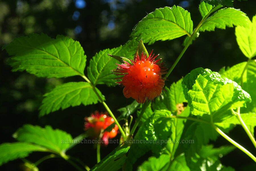 salmonberries (Rubus spectabilis) [Lake Ann Trail, Mt. Baker Wilderness, Whatcom County, Washington]