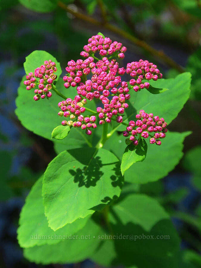 subalpine spirea, budding (Spiraea splendens (Spiraea densiflora)) [Lake Ann Trail, Mt. Baker Wilderness, Whatcom County, Washington]