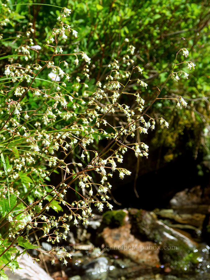 alpine alumroot (Heuchera glabra) [Lake Ann Trail, Mt. Baker Wilderness, Whatcom County, Washington]