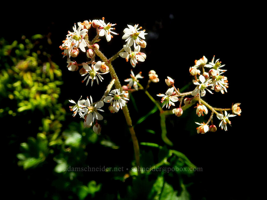 Nelson's saxifrage (Micranthes nelsoniana var. cascadensis (Saxifraga nelsoniana)) [Lake Ann Trail, Mt. Baker Wilderness, Whatcom County, Washington]