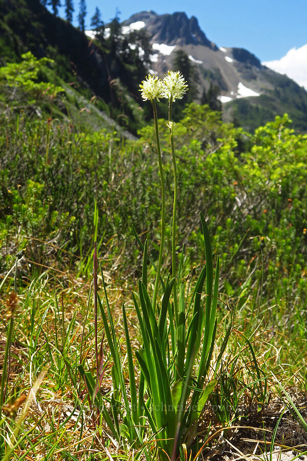 western false asphodel (Triantha occidentalis ssp. brevistyla (Tofieldia glutinosa var. brevistyla)) [Lake Ann Trail, Mt. Baker Wilderness, Whatcom County, Washington]