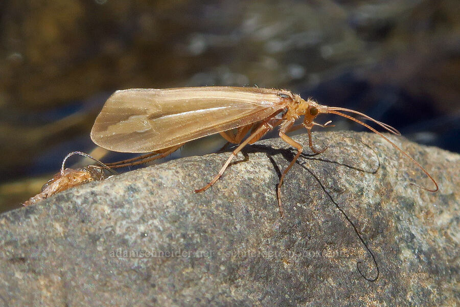 caddisfly, emerging [Lake Ann, Mt. Baker Wilderness, Whatcom County, Washington]