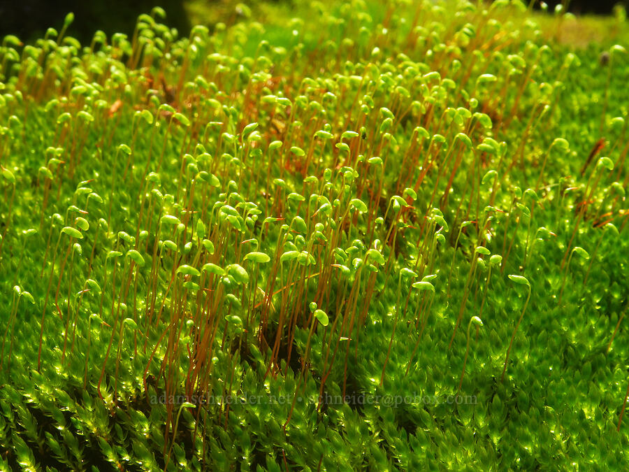 moss [Lake Ann Trail, Mt. Baker Wilderness, Whatcom County, Washington]