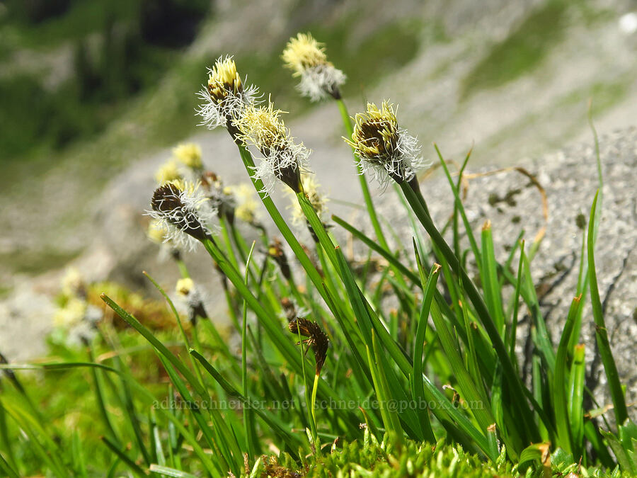 sedge (Carex sp.) [Lake Ann Trail, Mt. Baker Wilderness, Whatcom County, Washington]