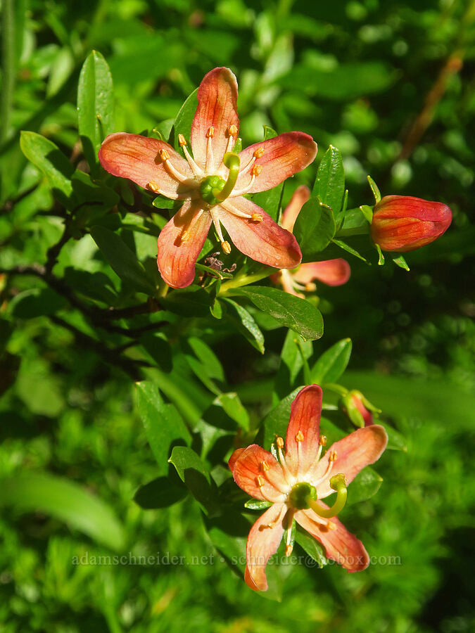 copper-bush (Elliottia pyroliflora (Cladothamnus pyroliflorus)) [Lake Ann Trail, Mt. Baker-Snoqualmie National Forest, Whatcom County, Washington]