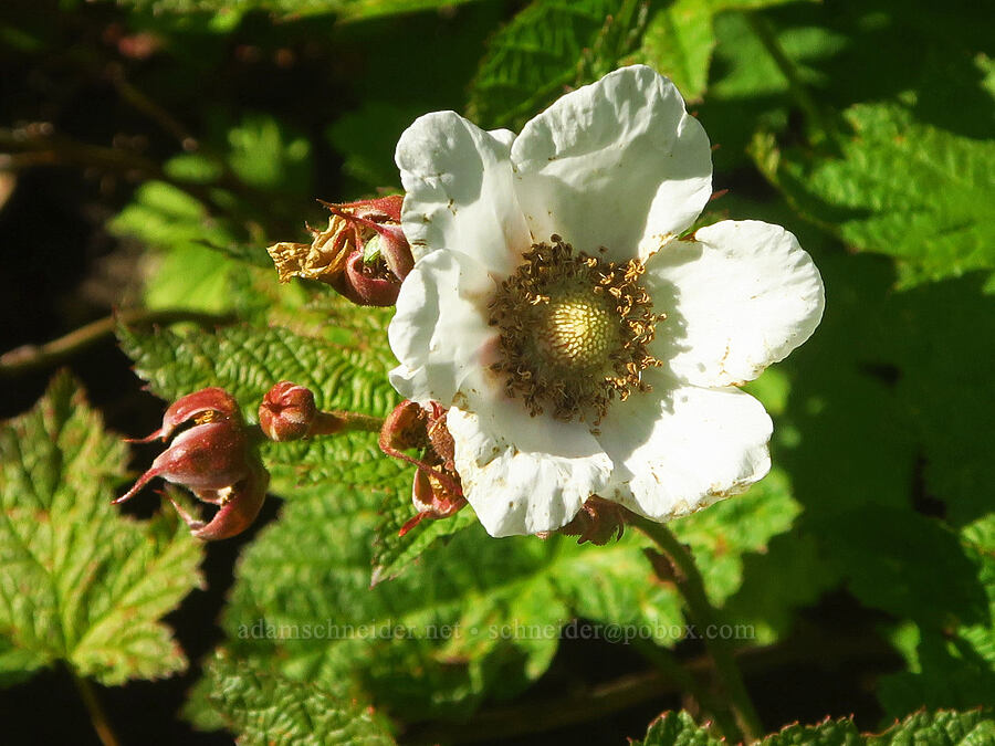 thimbleberry flower with 6 petals (Rubus parviflorus (Rubus nutkanus)) [Lake Ann Trail, Mt. Baker-Snoqualmie National Forest, Whatcom County, Washington]