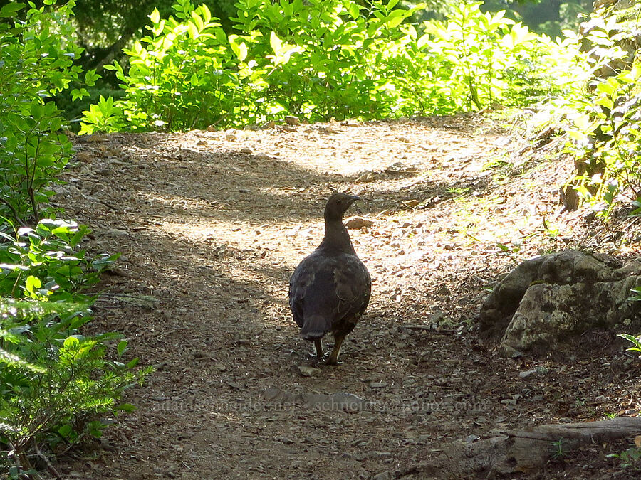 sooty grouse (Dendragapus fuliginosus) [Lake Ann Trail, Mt. Baker-Snoqualmie National Forest, Whatcom County, Washington]