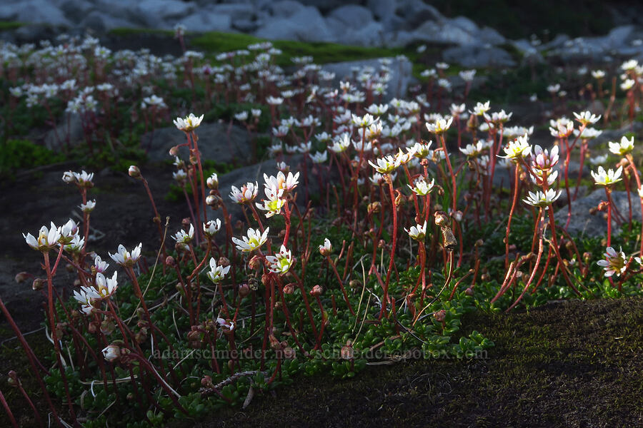 Tolmie's saxifrage (Micranthes tolmiei (Saxifraga tolmiei)) [Table Mountain, Mt. Baker-Snoqualmie National Forest, Whatcom County, Washington]