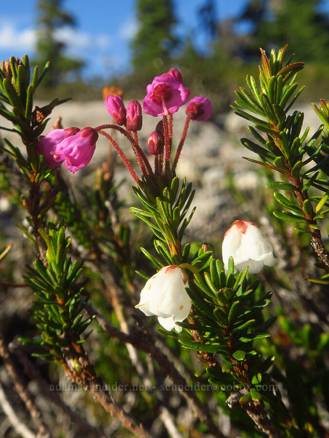 pink & white mountain heather (Phyllodoce empetriformis, Cassiope mertensiana) [Table Mountain, Mt. Baker-Snoqualmie National Forest, Whatcom County, Washington]