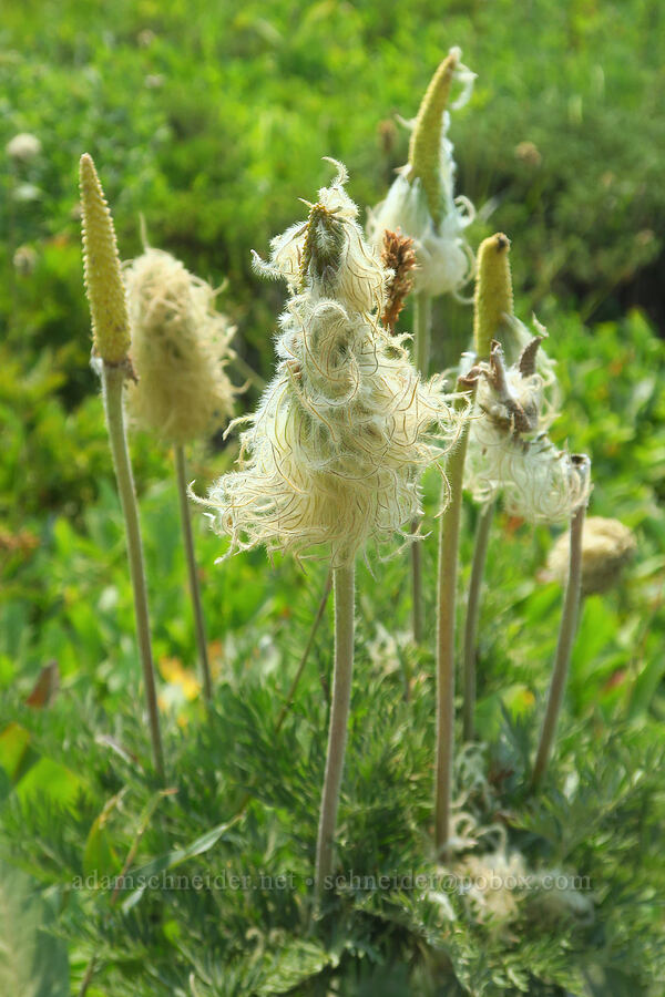 western pasqueflower seed heads (Anemone occidentalis (Pulsatilla occidentalis)) [Skyline Trail, Mt. Rainier National Park, Pierce County, Washington]