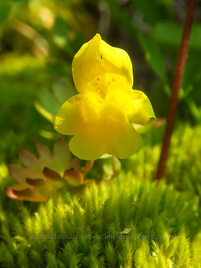 subalpine monkeyflower (Erythranthe caespitosa (Mimulus caespitosus)) [Skyline Trail, Mt. Rainier National Park, Pierce County, Washington]