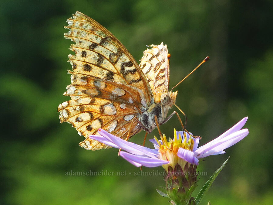 coronis fritillary butterfly on Cascade aster (Argynnis coronis (Speyeria coronis), Eucephalus ledophyllus (Aster ledophyllus)) [Skyline Trail, Mt. Rainier National Park, Pierce County, Washington]