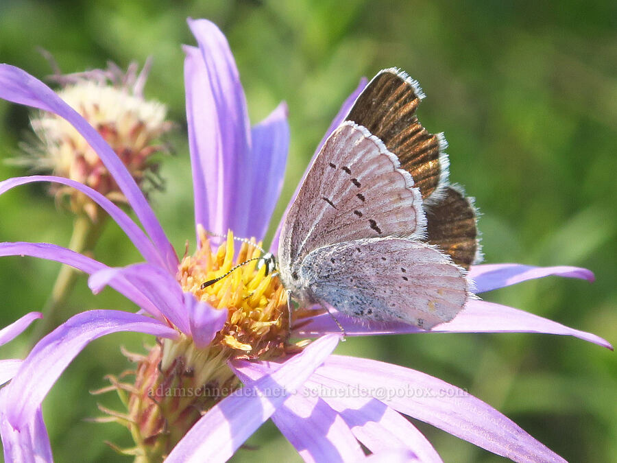 Anna's blue butterfly on a Cascade aster (Plebejus anna, Eucephalus ledophyllus (Aster ledophyllus)) [Skyline Trail, Mt. Rainier National Park, Pierce County, Washington]