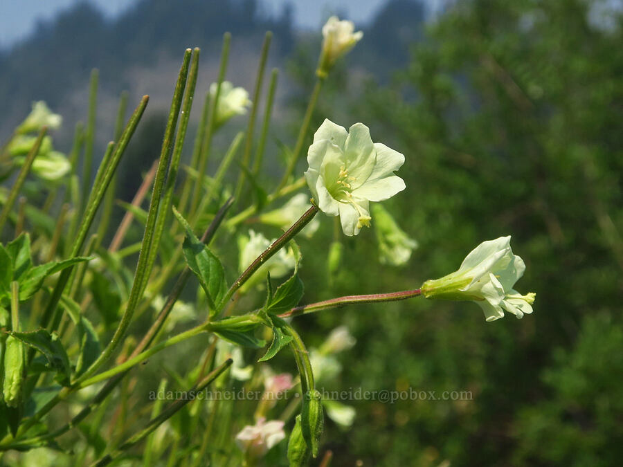 yellow willow-herb (Epilobium luteum) [Skyline Trail, Mt. Rainier National Park, Pierce County, Washington]