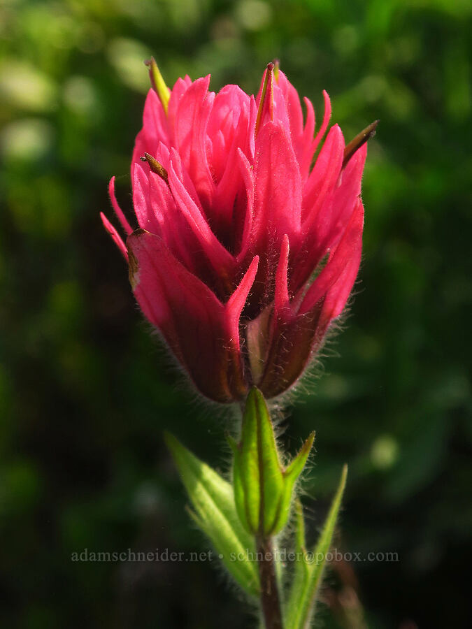 magenta paintbrush (Castilleja parviflora var. oreopola) [Skyline Trail, Mt. Rainier National Park, Pierce County, Washington]