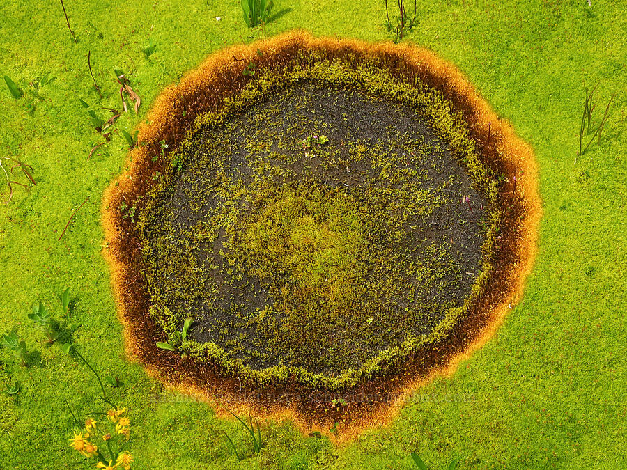 moss bullseye [Skyline Trail, Mt. Rainier National Park, Pierce County, Washington]